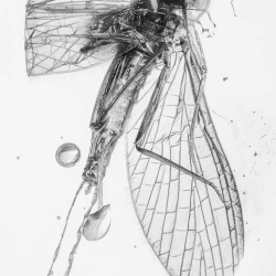 A02 41 Ephemeroptera With Extra Long Tail 6