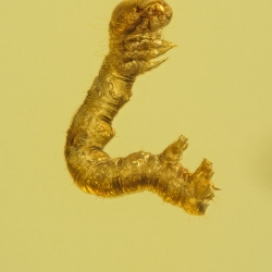 A02 43 Flat Bug Bark Beetles Larva Of Geometrid Moth 12