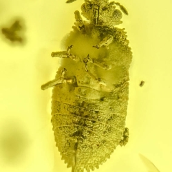 A02 43 Flat Bug Bark Beetles Larva Of Geometrid Moth 5