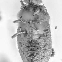 A02 43 Flat Bug Bark Beetles Larva Of Geometrid Moth 6