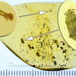 A02 43 Flat Bug Bark Beetles Larva Of Geometrid Moth 7