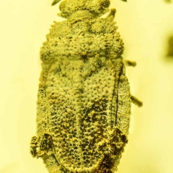 A02 43 Flat Bug Bark Beetles Larva Of Geometrid Moth