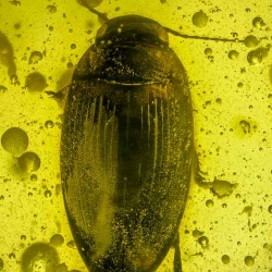 A02 44 Coleoptera Dytiscidae  Diving Beetle