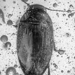 A02 44 Coleoptera Dytiscidae  Diving Beetle 2