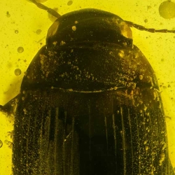 A02 44 Coleoptera Dytiscidae  Diving Beetle 3