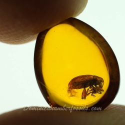 A207 Leaf Beetle Coleoptera Chrysomelidae Fossil Inclusion In Dominican Amber 10