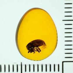 A207 Leaf Beetle Coleoptera Chrysomelidae Fossil Inclusion In Dominican Amber 11