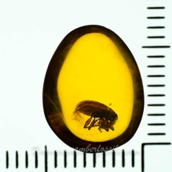 A207 Leaf Beetle Coleoptera Chrysomelidae Fossil Inclusion In Dominican Amber 12