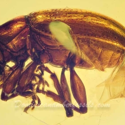 A207 Leaf Beetle Coleoptera Chrysomelidae Fossil Inclusion In Dominican Amber 2