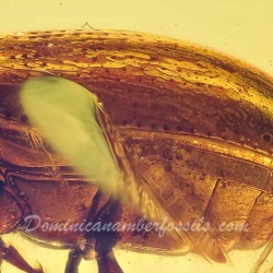 A207 Leaf Beetle Coleoptera Chrysomelidae Fossil Inclusion In Dominican Amber 3