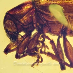 A207 Leaf Beetle Coleoptera Chrysomelidae Fossil Inclusion In Dominican Amber 4