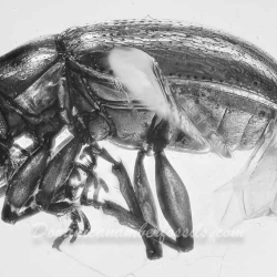 A207 Leaf Beetle Coleoptera Chrysomelidae Fossil Inclusion In Dominican Amber 6