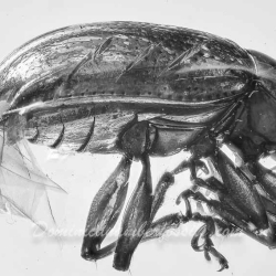 A207 Leaf Beetle Coleoptera Chrysomelidae Fossil Inclusion In Dominican Amber 8