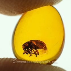 A207 Leaf Beetle Coleoptera Chrysomelidae Fossil Inclusion In Dominican Amber 9