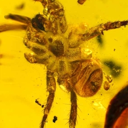 AF01 055 Arachnida Araneae Mygalomorpha Spider Inclusion Fossil In Dominican Amber 10