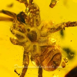 AF01 055 Arachnida Araneae Mygalomorpha Spider Inclusion Fossil In Dominican Amber 11