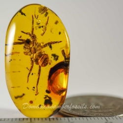 AF01 055 Arachnida Araneae Mygalomorpha Spider Inclusion Fossil In Dominican Amber 2