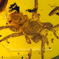 AF01 055 Arachnida Araneae Mygalomorpha Spider Inclusion Fossil In Dominican Amber 4