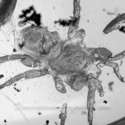 AF01 055 Arachnida Araneae Mygalomorpha Spider Inclusion Fossil In Dominican Amber 5