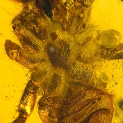 AF01 055 Arachnida Araneae Mygalomorpha Spider Inclusion Fossil In Dominican Amber 7