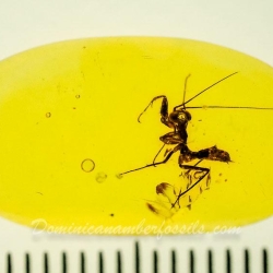 AF01 104 Mantodea 11