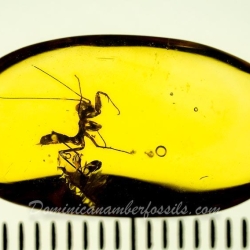 AF01 104 Mantodea 12