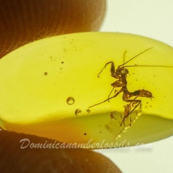 AF01 104 Mantodea 9