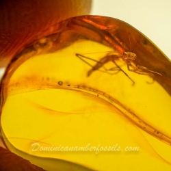 AF01 106 Mantodea Fossil In Dominican Amber 10