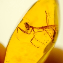 AF01 106 Mantodea Fossil In Dominican Amber 11