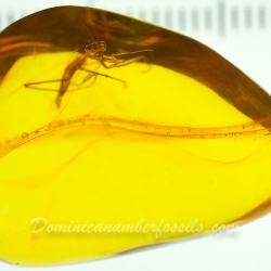 AF01 106 Mantodea Fossil In Dominican Amber 12