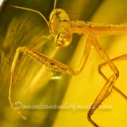 AF01 106 Mantodea Fossil In Dominican Amber 2