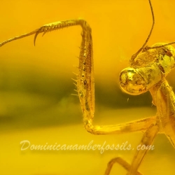 AF01 106 Mantodea Fossil In Dominican Amber 3