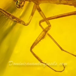 AF01 106 Mantodea Fossil In Dominican Amber 4