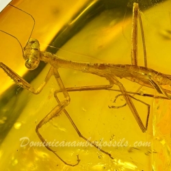 AF01 106 Mantodea Fossil In Dominican Amber 5