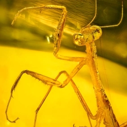 AF01 106 Mantodea Fossil In Dominican Amber