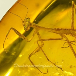 AF01 106 Mantodea Fossil In Dominican Amber 7