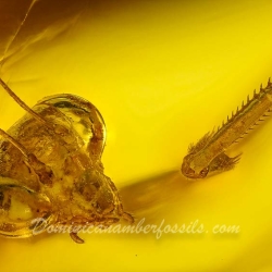 AF01 106 Mantodea Fossil In Dominican Amber 8