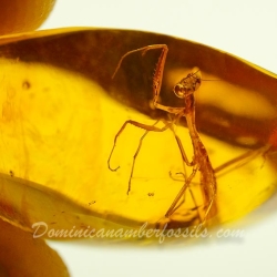 AF01 106 Mantodea Fossil In Dominican Amber 9