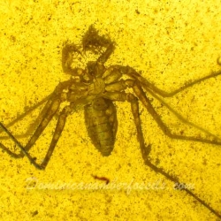 AF01 143 Very Rare Arachnida Amblypygi Tailless Whip Scorpion 2