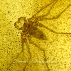 AF01 143 Very Rare Arachnida Amblypygi Tailless Whip Scorpion 5