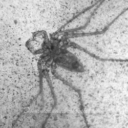 AF01 143 Very Rare Arachnida Amblypygi Tailless Whip Scorpion 6