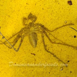 AF01 143 Very Rare Arachnida Amblypygi Tailless Whip Scorpion