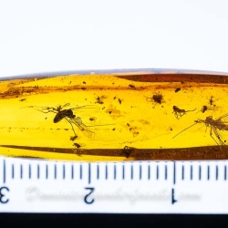 AF01 173 Ephemeroptera Leptophlebiidae   Mayfly Fossil Inclusion In Dominican Amber 10