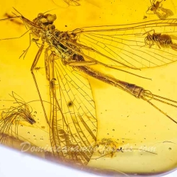 AF01 173 Ephemeroptera Leptophlebiidae   Mayfly Fossil Inclusion In Dominican Amber 2