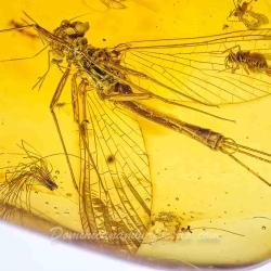 AF01 173 Ephemeroptera Leptophlebiidae   Mayfly Fossil Inclusion In Dominican Amber 3