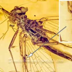 AF01 173 Ephemeroptera Leptophlebiidae   Mayfly Fossil Inclusion In Dominican Amber 4