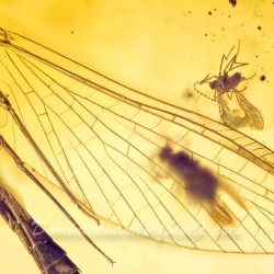 AF01 173 Ephemeroptera Leptophlebiidae   Mayfly Fossil Inclusion In Dominican Amber 5