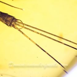 AF01 173 Ephemeroptera Leptophlebiidae   Mayfly Fossil Inclusion In Dominican Amber 6