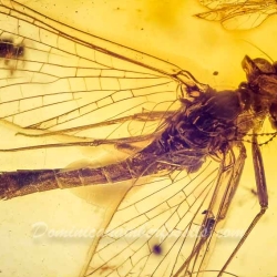 AF01 173 Ephemeroptera Leptophlebiidae   Mayfly Fossil Inclusion In Dominican Amber 7