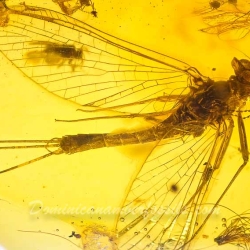 AF01 173 Ephemeroptera Leptophlebiidae   Mayfly Fossil Inclusion In Dominican Amber 8